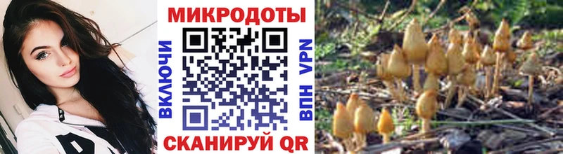 МЕГА как войти  Калач  Псилоцибиновые грибы Cubensis 
